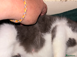 Scottish Fold cats - Advert 18