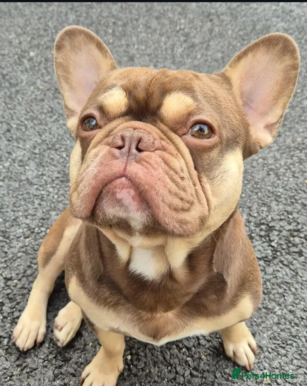 French Bulldog dogs for stud: NEW SHADE ROJO AND TAN FOR STUD in Liverpool - Advert 2