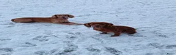 Cocker Spaniel dogs for sale: 6 STUNNING KC REGISTERED COCKER SPANIEL PUPPIES  - Advert 7