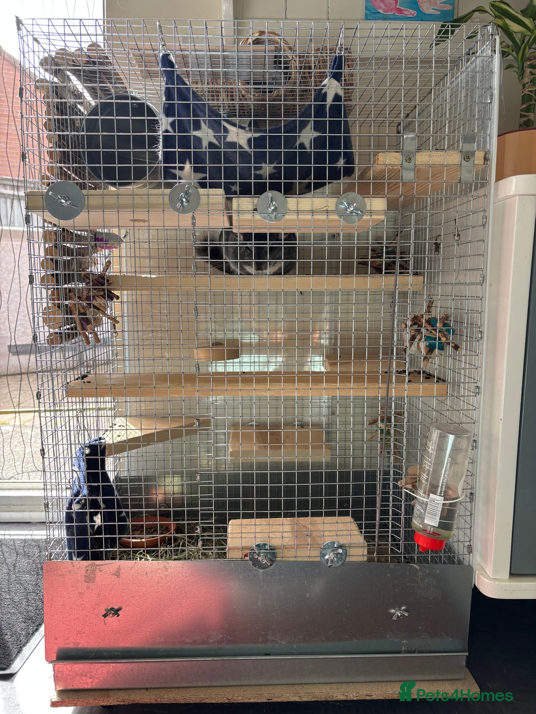 Chinchilla rodents for sale: 11 month old Male chinchilla and cage - Image 3