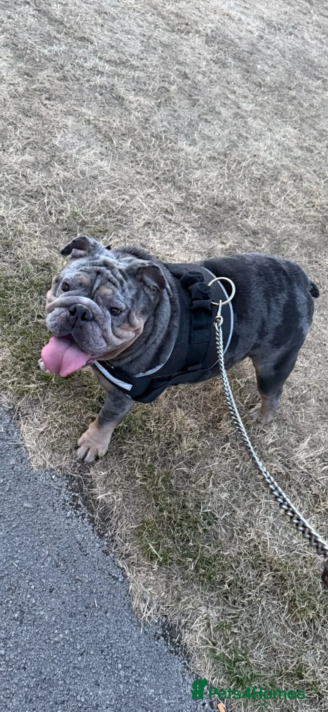 English Bulldog dogs for sale: English Bulldog Litter. Amazing Blood line🧬 in Solihull - Advert 4