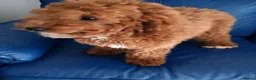 Cockapoo dogs for sale: Adorable Cockapoos Looking for Loving Homes 🐶❤️  - Advert 9