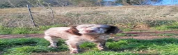 English Setter dogs for adoption: Yako  - Advert 4