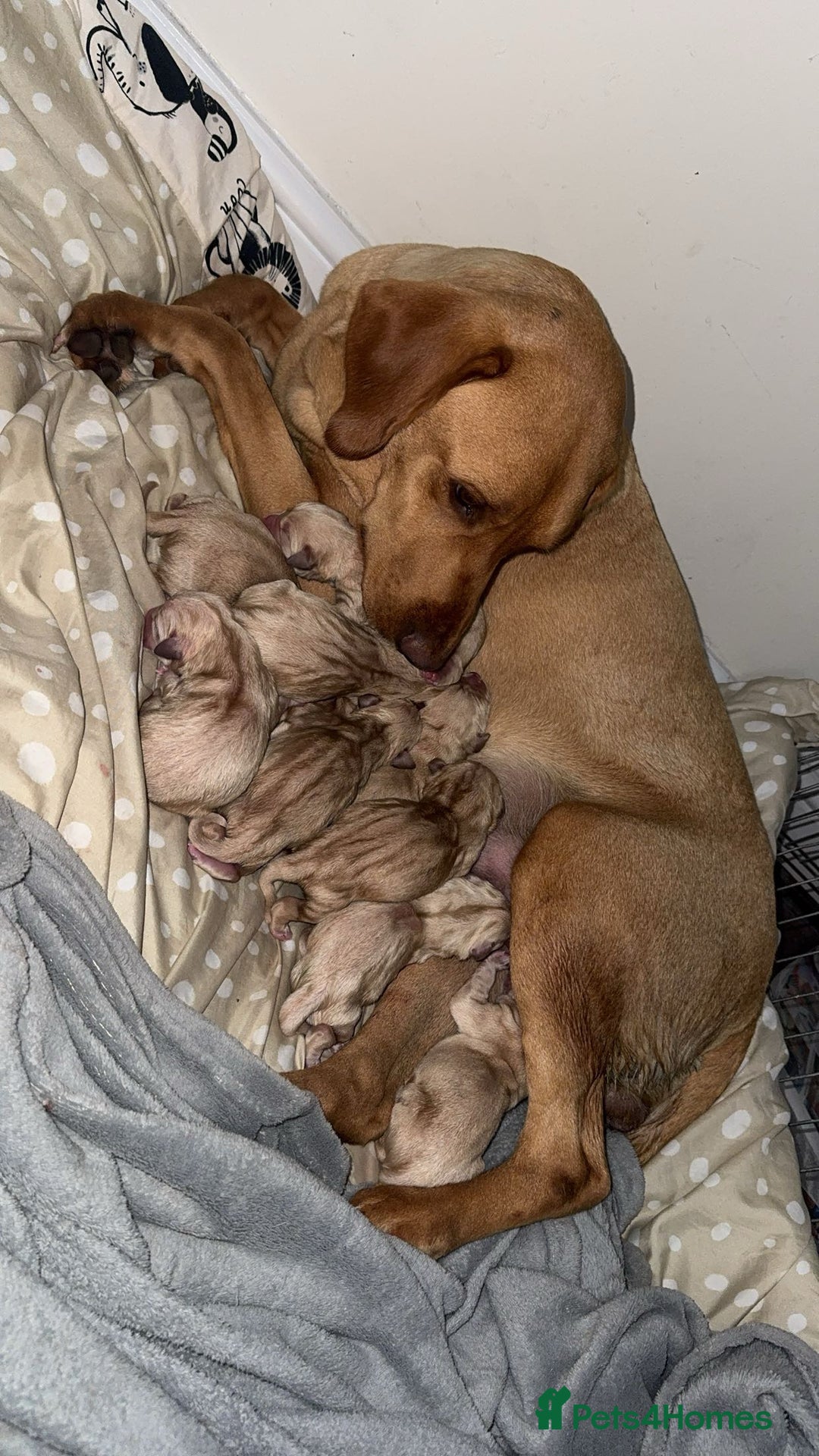 Goldador dogs for sale: Beautiful litter off 11 goldador puppies  - Image 1