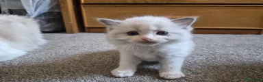 Ragdoll Kitten 1