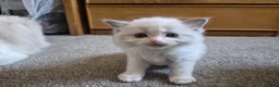 Ragdoll cats for sale:  TICA Quality Beautiful ragdoll kittens 😻🌟 - Advert 29