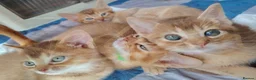 Devon Rex cats for sale: Beautiful Devon Rex x Abyssinian Kittens  - Advert 23