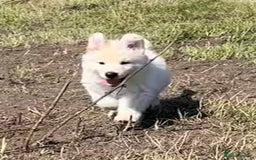 German Shepherd dogs for sale: German shepherd pups - Image 5