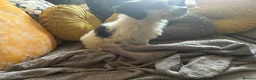 Mixed Breed dogs for sale: Dogs hair don’t fall out look like cokapoos  - Advert 4