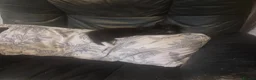 Mixed Breed cats for sale: Gorgeous little Ones.  - Advert 7