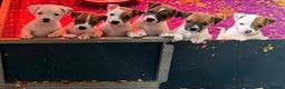 Jack Russell dogs for sale: Jack Russell puppy’s ready to go  - Advert 3