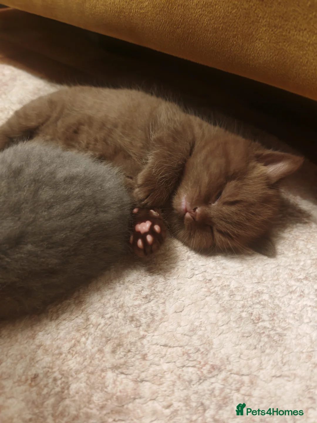 British Shorthair cats for sale: Adorable British Shorthair Kittens for Sale in Lincoln - Advert 18