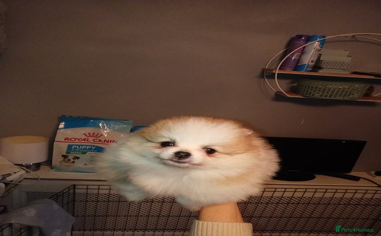 Pomeranian dogs - Advert 1