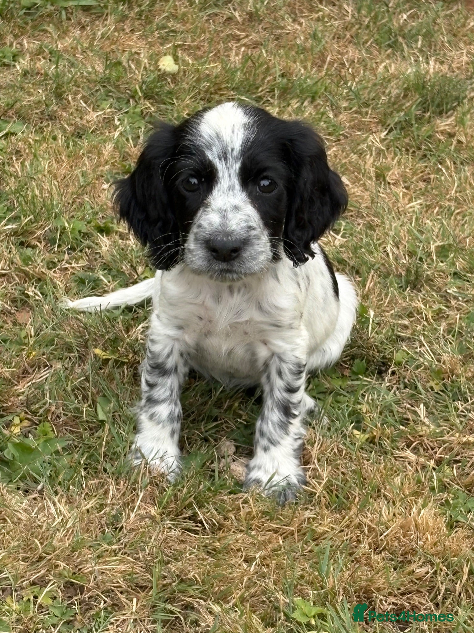 Cocker Spaniel dogs Spaniel pups  - Advert 2