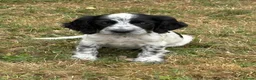 Cocker Spaniel dogs for sale: Spaniel pups  - Advert 1