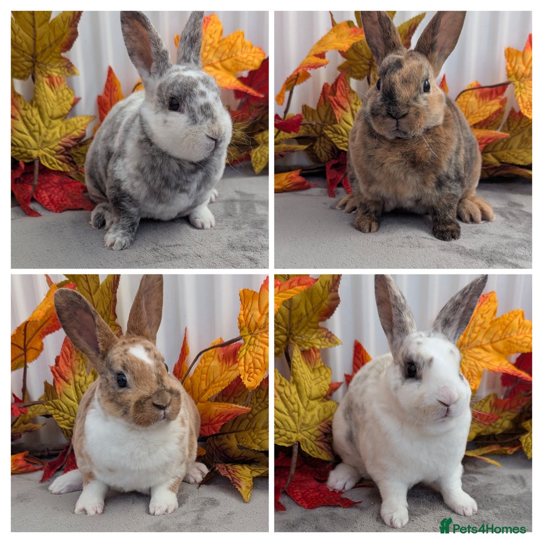 Rex rabbits for sale: Mini rex ready to reserve  - Image 1