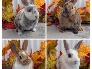 Rex rabbits - Advert 12