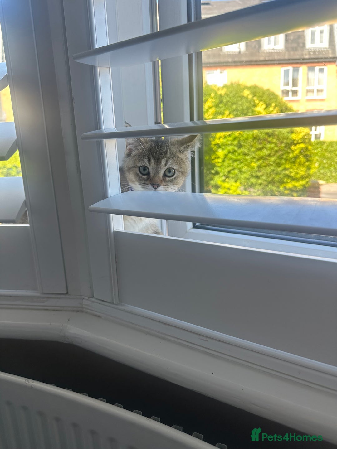 British Shorthair cats for sale: ‼️Ready now, last kitten left TICA registered  - Image 30