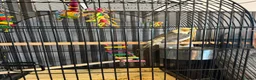 Cockatiels birds for sale: Female cockatiel - Advert 2
