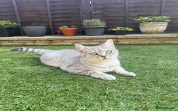 British Shorthair cats for sale: British Shorthair Girl Full of Personality! - Image 2