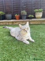 British Shorthair cats - Advert 3