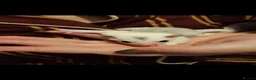 Sugar Glider rodents for sale: Rare mocistuc morph with lineage  - Advert 32