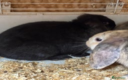 Mini Lop rabbits for sale: Mini Lops looking for a loving home  - Image 3