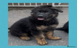German Shepherd dogs for sale: German Shepherd puppies 💜🩵❤️ - Image 1