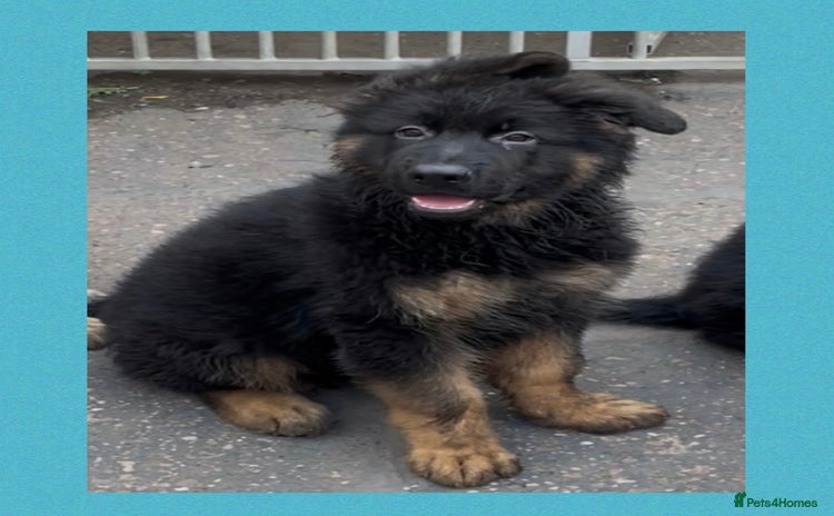 German Shepherd dogs - Advert 4