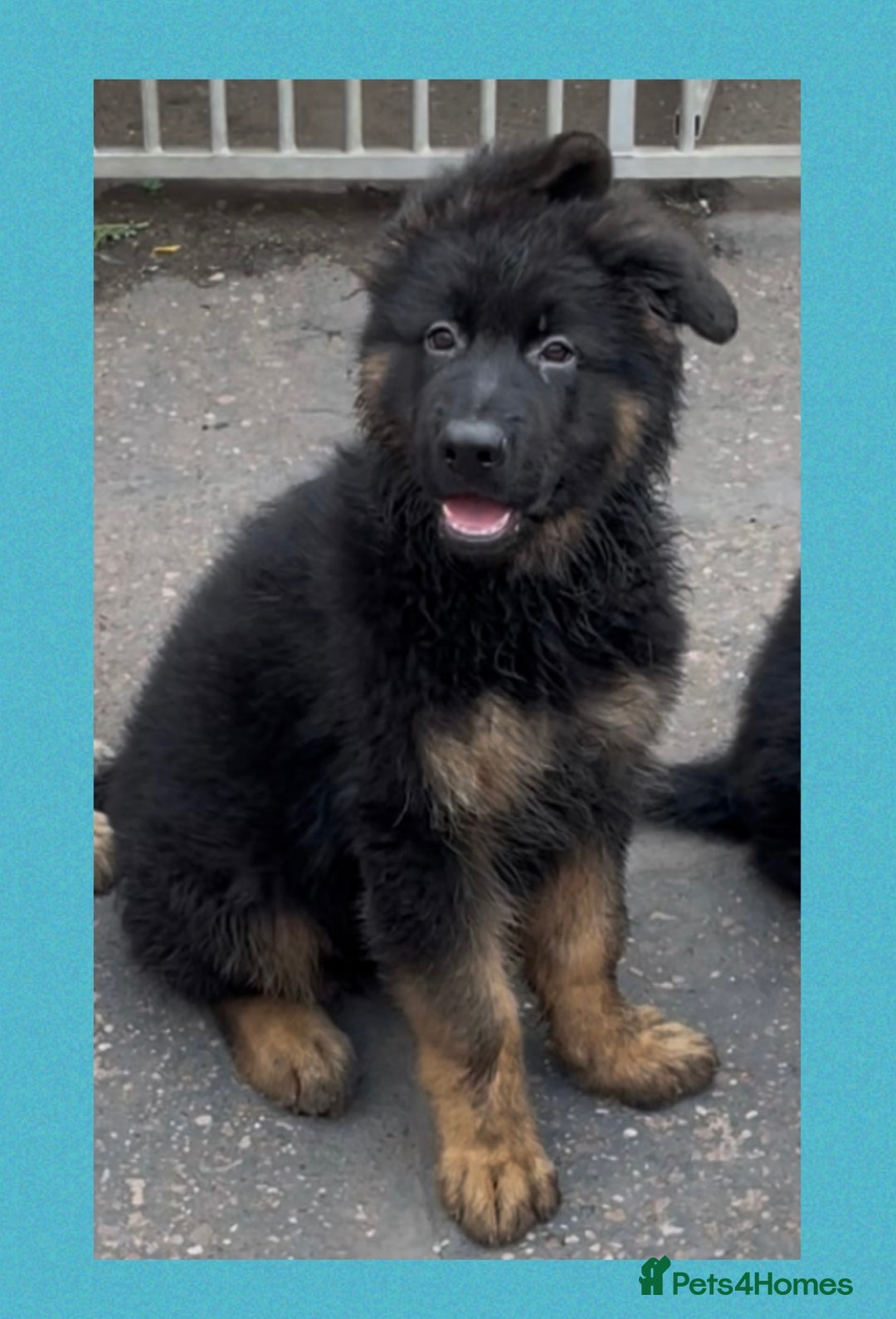 German Shepherd dogs for sale: German Shepherd puppies 💜🩵❤️ - Image 1