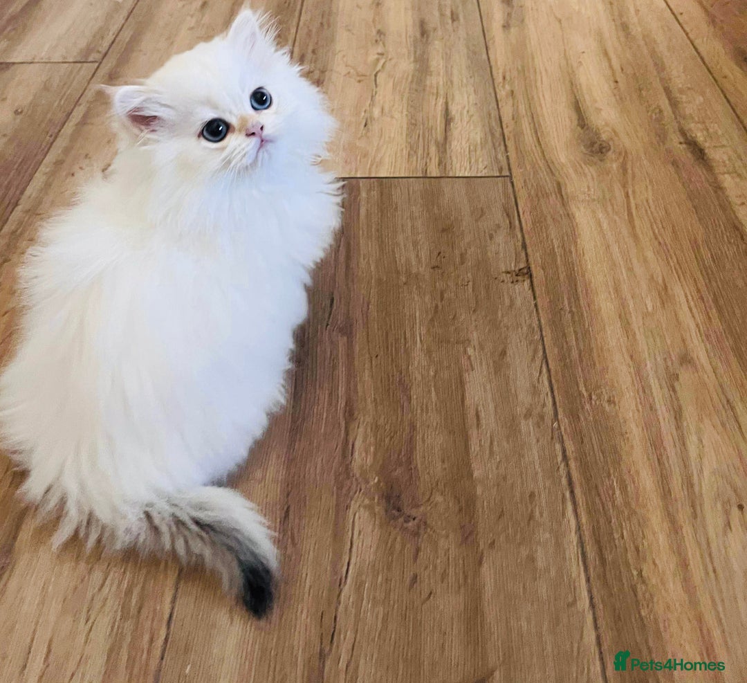 British Longhair cats for sale: ‼️🐾😍Colourpoint purebred BLH😻1 Left 🐱 - Advert 6