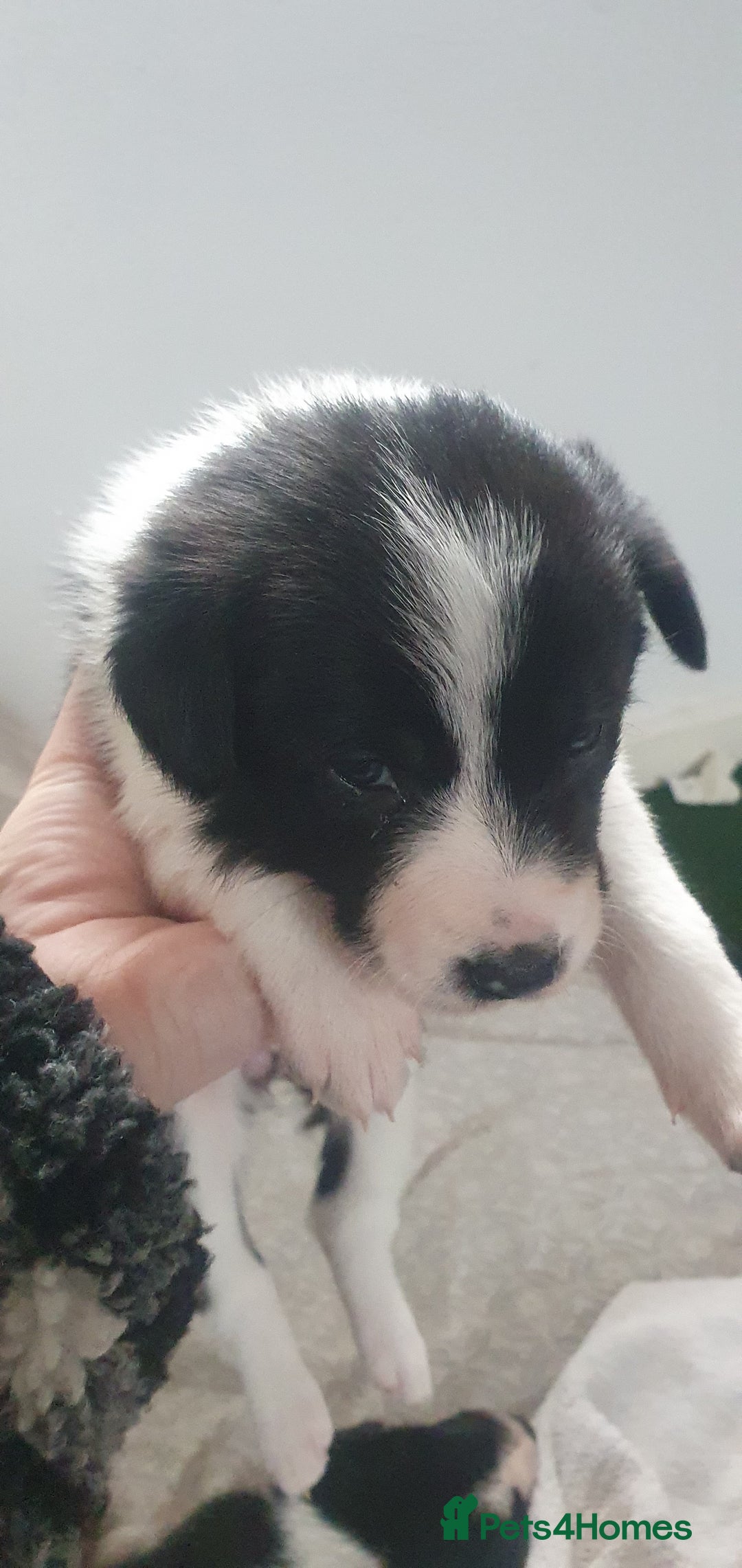 Border Collie dogs for sale: Border Collie puppies - Advert 14