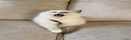 Ragdoll cats for sale: Beautiful Ragdoll Kittens - Advert 10