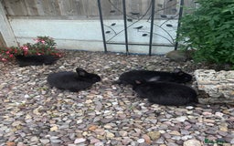 Mini Lop rabbits for sale: 5 beautiful mini lop x netherland dwarf babies - Image 13