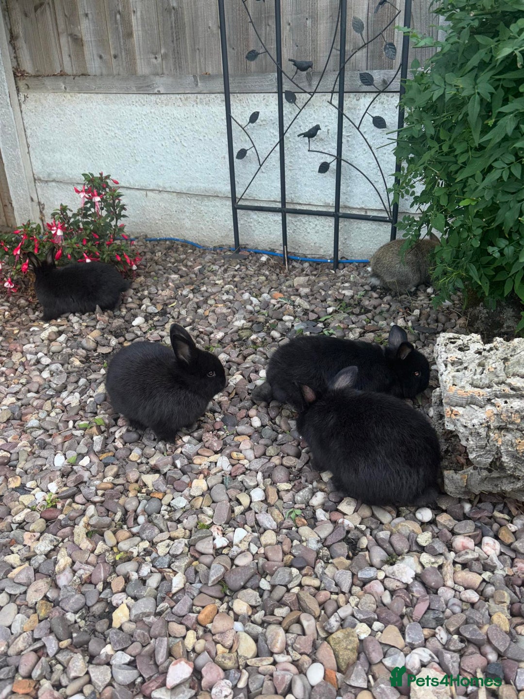 Mini Lop rabbits for sale: 5 beautiful mini lop x netherland dwarf babies - Image 13