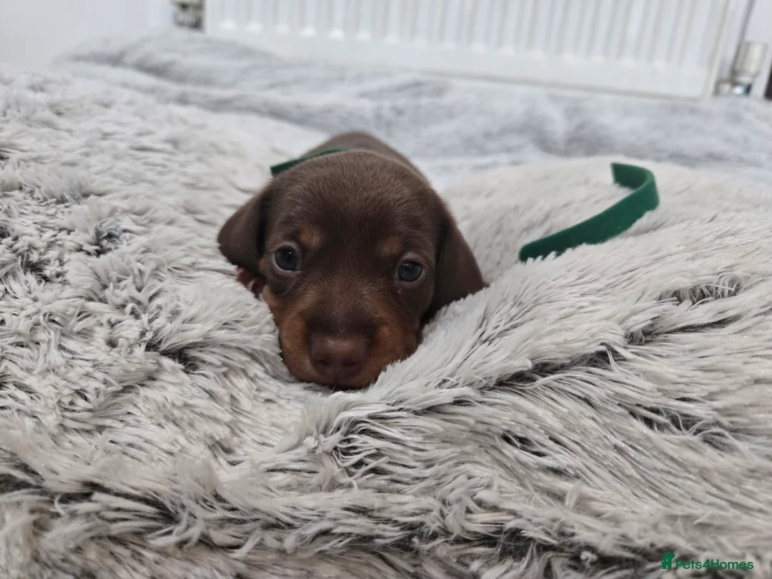 Miniature Dachshund dogs for sale: Miniature Dachshund Puppies (smooth haired) - Advert 20