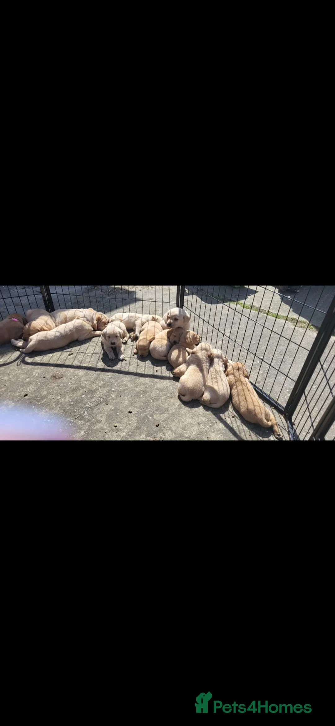 Labrador Retriever dogs for stud: ** Labrador for Stud** - Advert 6