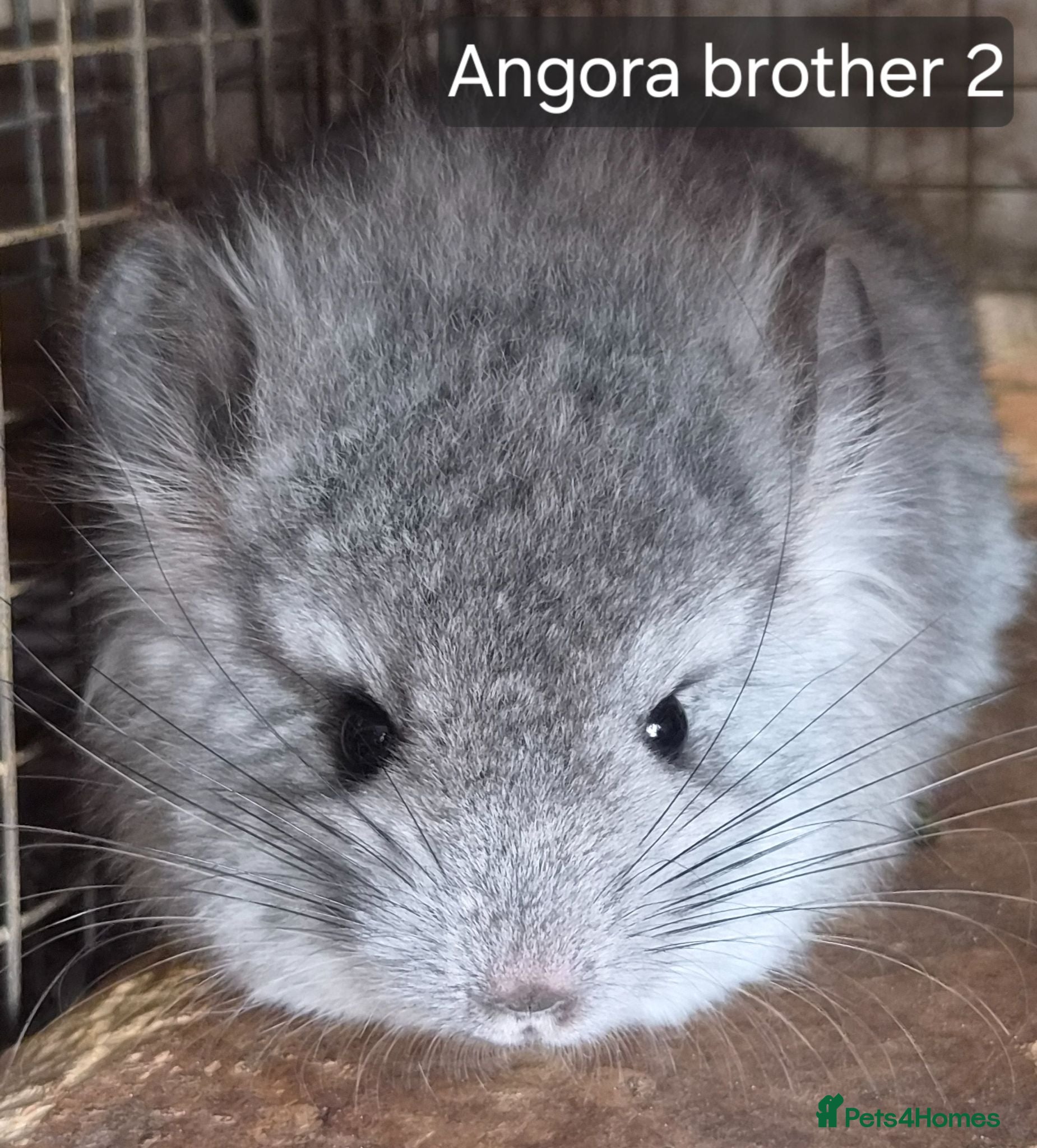 Chinchilla rodents Chinchillas  - Advert 1