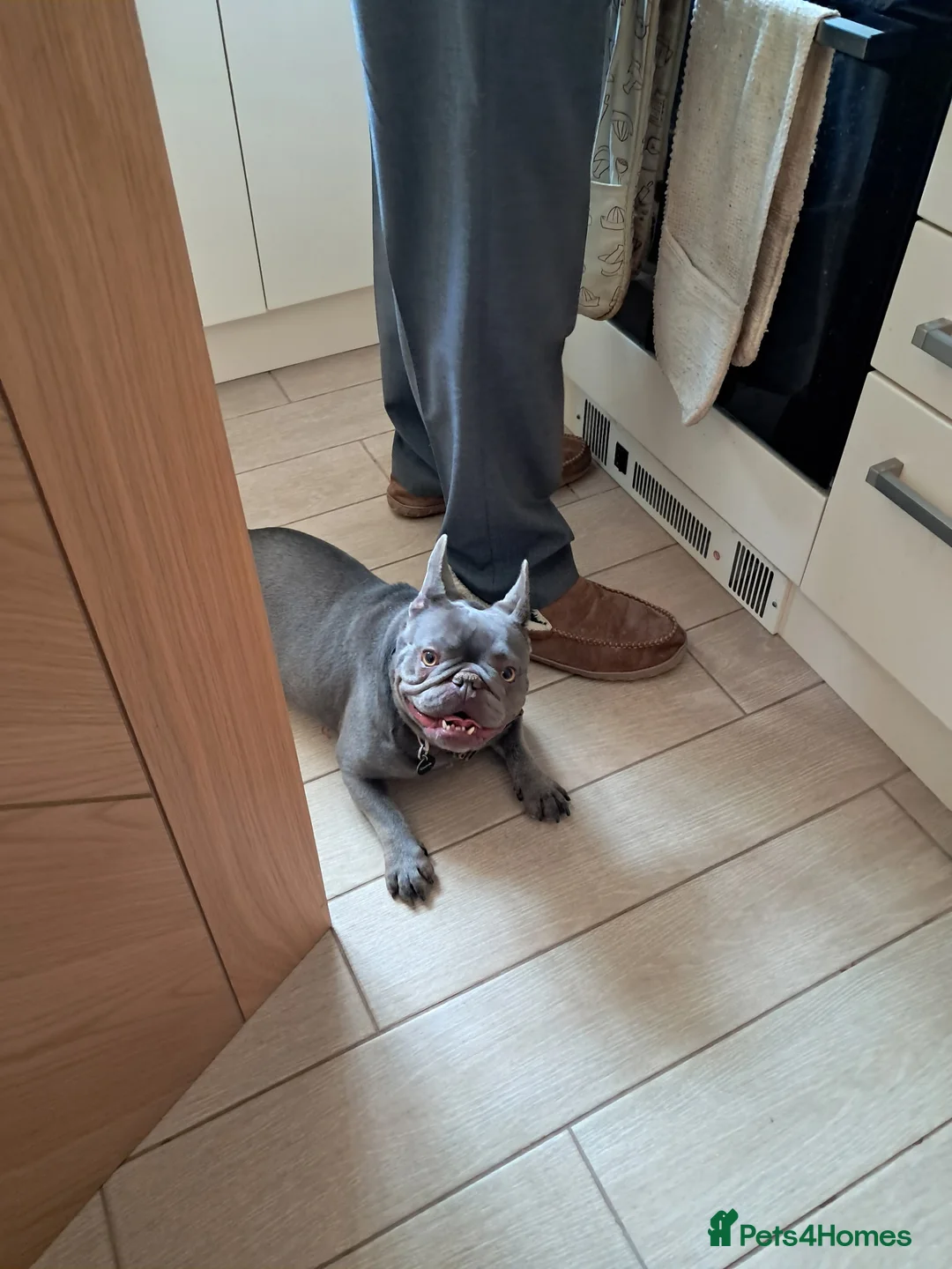 French Bulldog dogs for sale: Female French Bulldog in Oxford - Advert 2