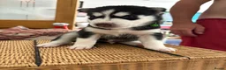 Siberian Husky dogs for sale: Adorable Siberian huskies  in Saint Helens - Advert 37