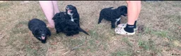 Bordoodle dogs for sale: Border doodle puppies - Advert 5