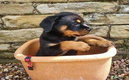 Rottweiler dogs for sale: Chunky Rottweiler Puppies  - Image 6