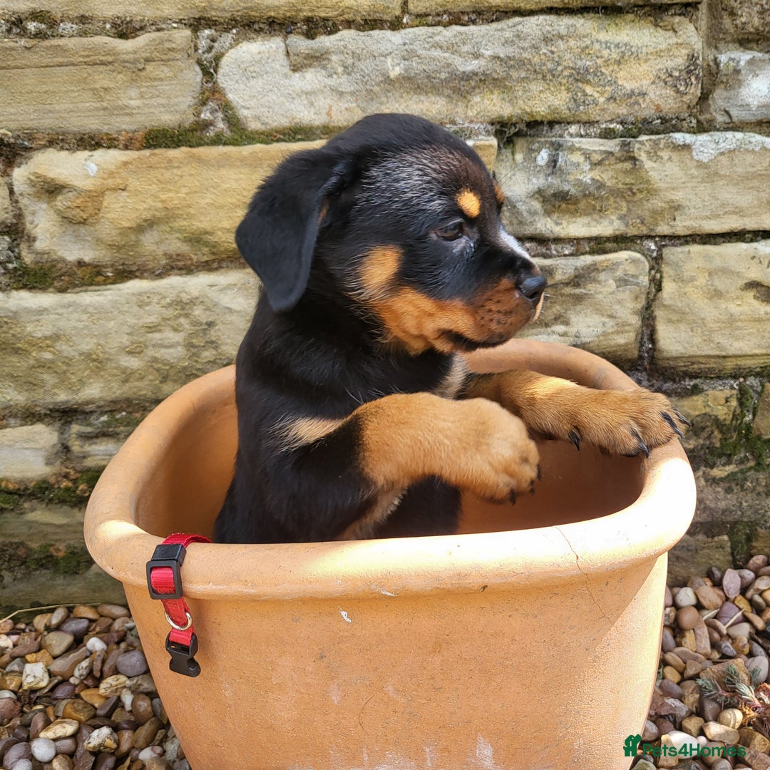 Rottweiler dogs for sale: Chunky Rottweiler Puppies  - Image 6