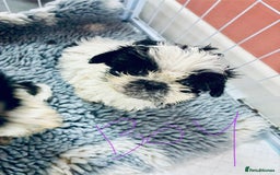 Shih Tzu dogs for sale: Shihtzu pups - Image 8