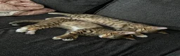 Mixed Breed cats for sale: Bengal x Tabby mixbreed. - Advert 20