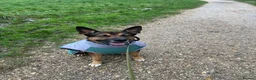 Mixed Breed dogs for sale: 7year old German shepherd x American bulldog - Advert 8