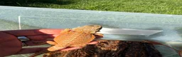 Bearded Dragon reptiles for sale: Bearded dragon babies - red monster line  - Advert 8