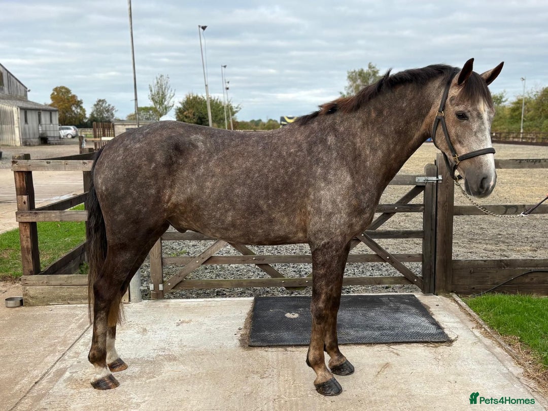 Connemara horses for sale: Smokey Todd - Safe, scopey and sensible - Image 2