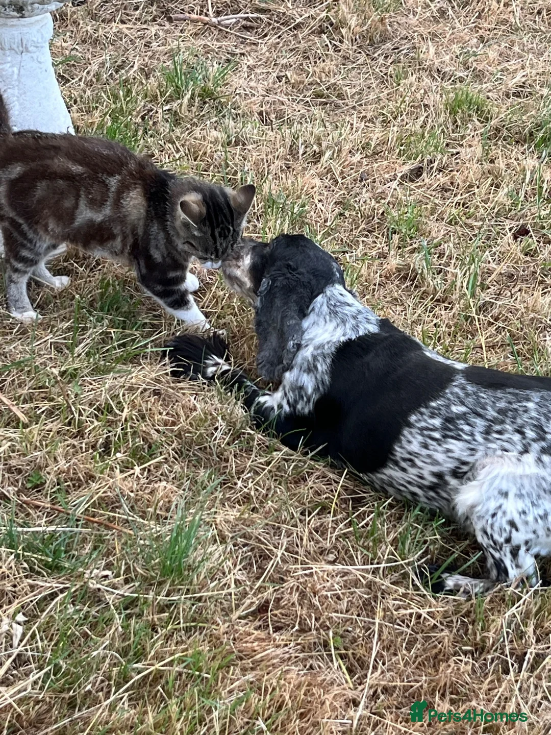 Cocker Spaniel dogs for sale: Cocker spaniel looking for new pillow - Advert 5