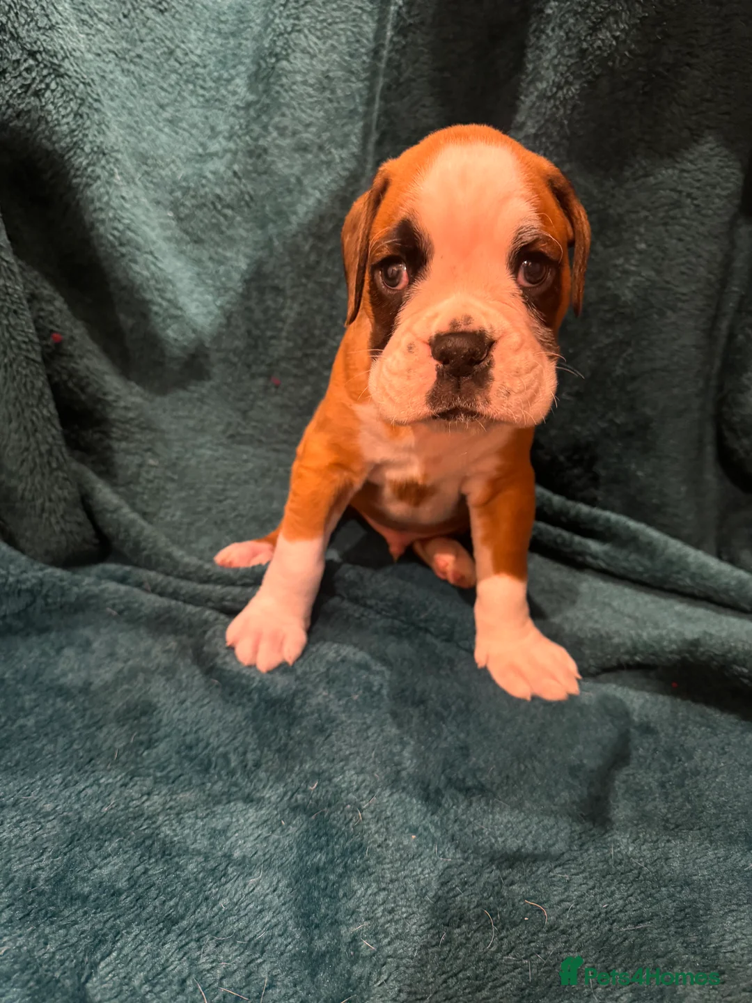 Boxer dogs for sale: Boxer puppies - Advert 7